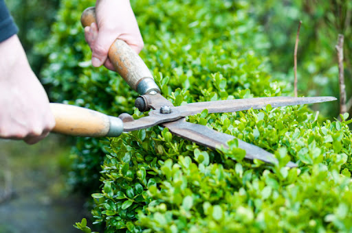 Cutting a hedge with clippers